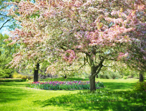 La primavera, la sang altera: Com ens afecta l’inici d’aquesta estació?