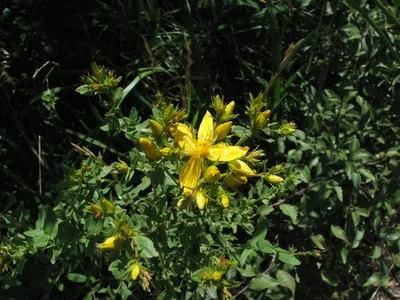 Herba de Sant Joan