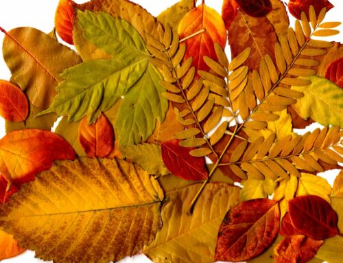 Què podem fer mentre caminem pel bosc a la tardor?