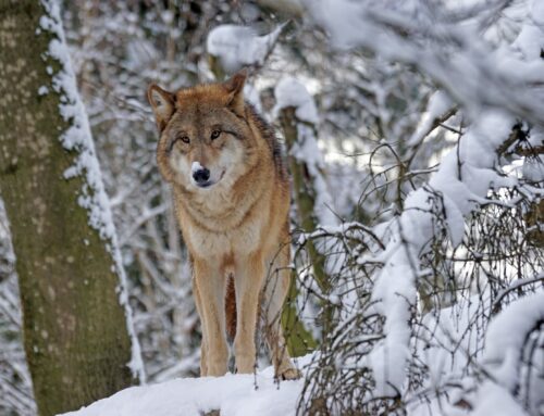 Arriba el fred… què fan els animals?